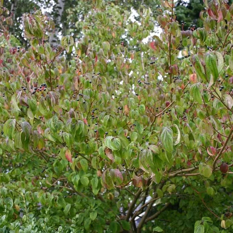 Cornus Alba (Hvid Kornel) Salgshøjde: 30-50 Cm. (Barrodet Bundt M/10 Stk) 5 Cornus Alba (Hvid Kornel) Salgshøjde: 30-50 Cm. (Barrodet Bundt M/10 Stk) - Image 3