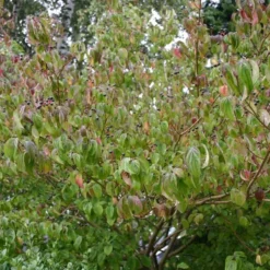 Cornus Alba (Hvid Kornel) Salgshøjde: 50-80 Cm.  (Barrodet Bundt M/10 Stk) -Haveforsyninger Salg 2024 34 28 3