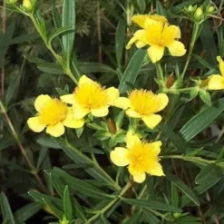 Hypericum Erectum 'Gemo' (Perikon) Salgsh.: 20-40 Cm.   (Barrodet Bundt M/10 Stk) -Haveforsyninger Salg 2024 34 296 2