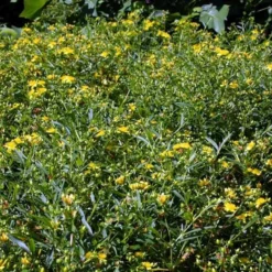 Hypericum Erectum 'Gemo' (Perikon) Salgsh.: 20-40 Cm.   (Barrodet Bundt M/10 Stk) -Haveforsyninger Salg 2024 34 296 4