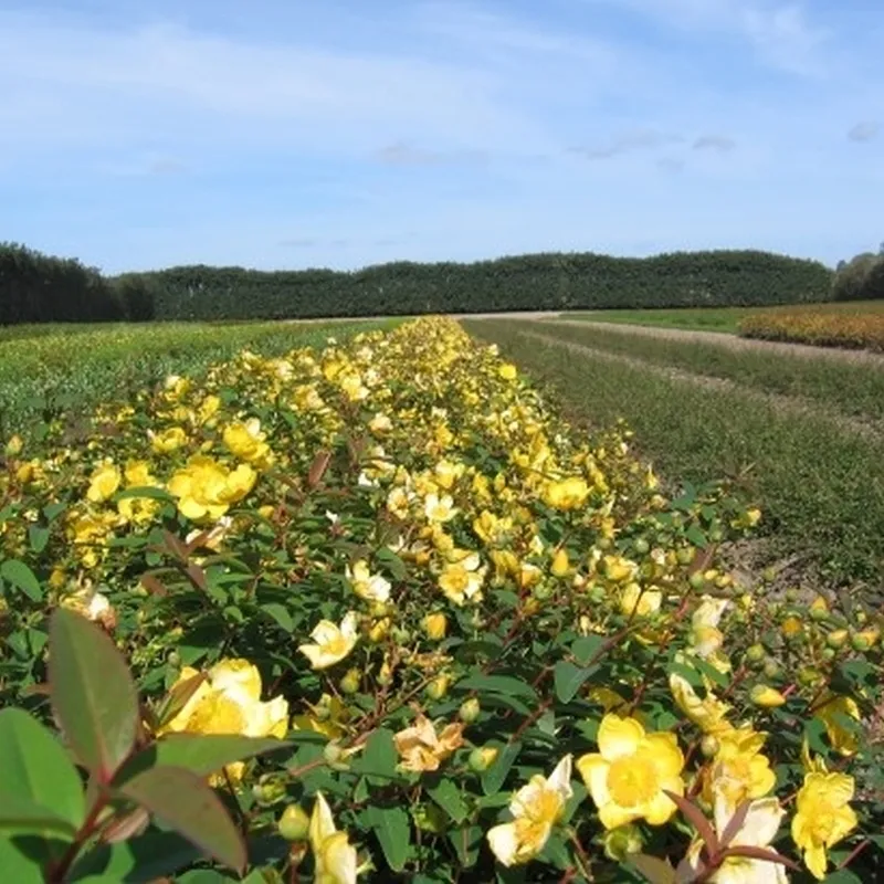 Hypericum Hook. 'Hidcote' (Perikon) Salgsh.: 30-50 Cm. (Barrodet Bundt M/10 Stk) 3 Hypericum Hook. 'Hidcote' (Perikon) Salgsh.: 30-50 Cm. (Barrodet Bundt M/10 Stk)