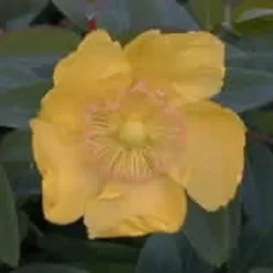 Hypericum Hook. 'Hidcote' (Perikon) Salgsh.: 30-50 Cm. (Barrodet Bundt M/10 Stk) 5 Hypericum Hook. 'Hidcote' (Perikon) Salgsh.: 30-50 Cm. (Barrodet Bundt M/10 Stk) -Haveforsyninger Salg 2024 34 300 2