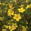Potentilla Fruticosa 'Goldfinger' (Potentilla) Salgsh: 30-50 Cm. (Barrodet Bundt M/10 Stk) -Haveforsyninger Salg 2024 34 306 1