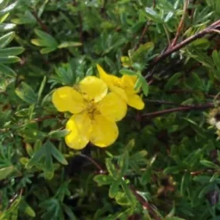Potentilla Fruticosa 'Goldfinger' (Potentilla) Salgsh: 30-50 Cm. (Barrodet Bundt M/10 Stk) -Haveforsyninger Salg 2024 34 306 2