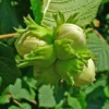Corylus Avellana(Hassel Nøddebusk) Salgsh: 50-80 Cm. (Barrodet Bundt M/10 Stk) -Haveforsyninger Salg 2024 34 32 1