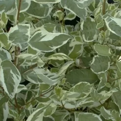 Cornus Alba 'Elegantissima' (Hvid Kornel) Salgsh: 30-50 Cm. (Barrodet Bundt M/10 Stk)