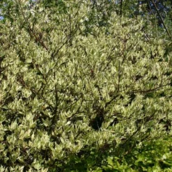 Cornus Alba 'Elegantissima' (Hvid Kornel) Salgsh: 30-50 Cm. (Barrodet Bundt M/10 Stk) -Haveforsyninger Salg 2024 34 356 3