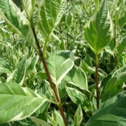 Cornus Alba 'Elegantissima' (Hvid Kornel) Salgsh.: 50-80 Cm.  (Barrodet Bundt M/10 Stk)