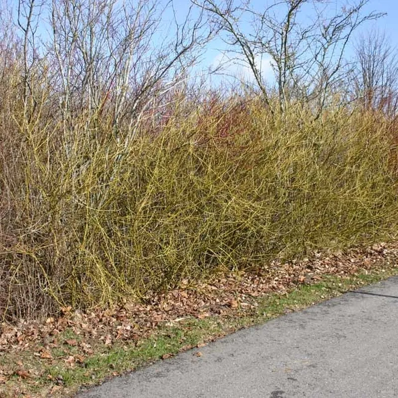 Cornus Sericea 'Flaviramea' (Pilekornel) Salgsh.: 30-50 Cm. (Barrodet Bundt M/10 Stk) 4 Cornus Sericea 'Flaviramea' (Pilekornel) Salgsh.: 30-50 Cm. (Barrodet Bundt M/10 Stk) - Image 2