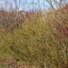 Cornus Sericea 'Flaviramea' (Pilekornel) Salgsh: 50-80 Cm. (Barrodet Bundt M/10 Stk) 1 Cornus Sericea 'Flaviramea' (Pilekornel) Salgsh: 50-80 Cm. (Barrodet Bundt M/10 Stk) -Haveforsyninger Salg 2024 34 368 1