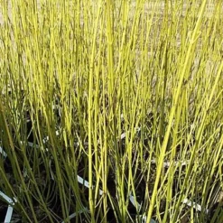 Cornus Sericea 'Flaviramea' (Pilekornel) Salgsh: 50-80 Cm.  (Barrodet Bundt M/10 Stk) -Haveforsyninger Salg 2024 34 368 3