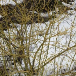 Cornus Sericea 'Flaviramea' (Pilekornel) Salgsh: 50-80 Cm.  (Barrodet Bundt M/10 Stk) -Haveforsyninger Salg 2024 34 368 4