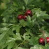 Crataegus Monogyna (Hvidtjørn) Salgsh.: 60-100 Cm. (Barrodet Bundt M/10 Stk) 2 Crataegus Monogyna (Hvidtjørn) Salgsh.: 60-100 Cm. (Barrodet Bundt M/10 Stk) -Haveforsyninger Salg 2024 34 36 1