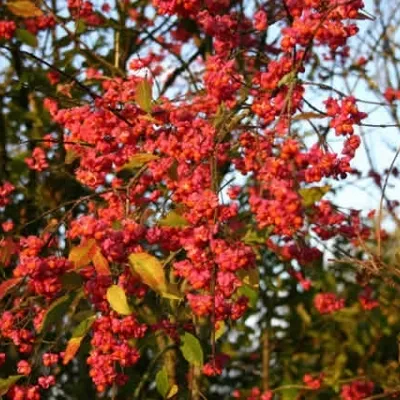 Euonymus Europaeus ( Alm. Benved) Salgsh.: 30-50 Cm. (Barrodet Bundt M/10 Stk) 3 Euonymus Europaeus ( Alm. Benved) Salgsh.: 30-50 Cm. (Barrodet Bundt M/10 Stk)