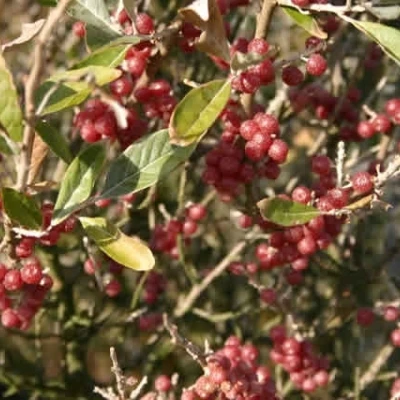 Elaeagnus Umbellata ( Skærmsølvblad) Salgsh.: 30-50 Cm. (Barrodet Bundt M/10 Stk) 3 Elaeagnus Umbellata ( Skærmsølvblad) Salgsh.: 30-50 Cm. (Barrodet Bundt M/10 Stk)