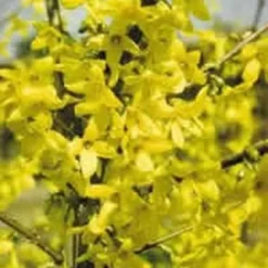 Forsythia Int. 'Lynwood' (Have Forsytia) Salgsh.: 30-50 Cm. (Barrodet Bundt M/10 Stk)