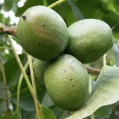 Juglans Regia ( Alm. Valnød) Salgshøjde: 30-50 Cm. (Barrodet Bundt M/10 Stk)