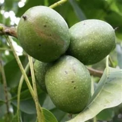 Juglans Regia (Alm. Valnød) Salgshøjde: 50-80 Cm.  (Barrodet Bundt M/10 Stk)
