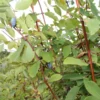 Lonicera Caerulea (Blåfrugtet Gedeblad) Salgsh.: 30-50 Cm.  (Barrodet Bundt M/10 Stk) -Haveforsyninger Salg 2024 34 426 1