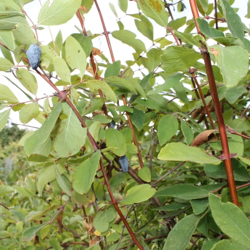 Lonicera Caerulea (Blåfrugtet Gedeblad) Salgsh.: 30-50 Cm. (Barrodet Bundt M/10 Stk) 3 Lonicera Caerulea (Blåfrugtet Gedeblad) Salgsh.: 30-50 Cm. (Barrodet Bundt M/10 Stk)