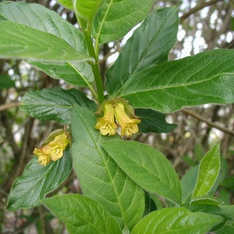 Lonicera Ledebourii 'Lebo' (Californisk Gedeblad) Salgsh: 50-80 Cm. (Barrodet Bundt M/10 Stk) 3 Lonicera Ledebourii 'Lebo' (Californisk Gedeblad) Salgsh: 50-80 Cm. (Barrodet Bundt M/10 Stk)