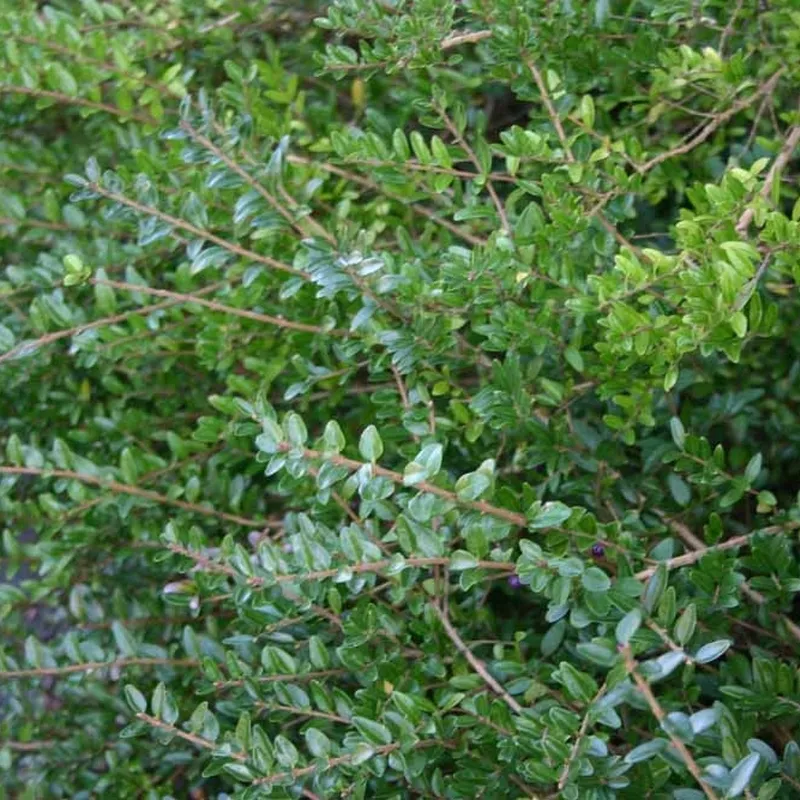 Lonicera Nitida 'Elegant' (Myrtegedeblad) Salgsh.: 15-30 Cm. (Barrodet Bundt M/10 Stk) 3 Lonicera Nitida 'Elegant' (Myrtegedeblad) Salgsh.: 15-30 Cm. (Barrodet Bundt M/10 Stk)