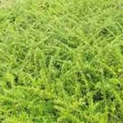 Lonicera Nitida 'Elegant' (Myrtegedeblad) Salgsh.: 15-30 Cm. (Barrodet Bundt M/10 Stk) 7 Lonicera Nitida 'Elegant' (Myrtegedeblad) Salgsh.: 15-30 Cm. (Barrodet Bundt M/10 Stk) -Haveforsyninger Salg 2024 34 435 3