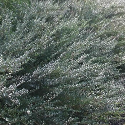 Lonicera Nit. 'Maigrun' (Myrtegedeblad) Salgsh.: 30-50 Cm. (Barrodet Bundt M/10 Stk) 3 Lonicera Nit. 'Maigrun' (Myrtegedeblad) Salgsh.: 30-50 Cm. (Barrodet Bundt M/10 Stk)