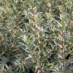 Hippophae Rhamnoides (Havtorn/Sandtorn) Salgsh.: 30-50 Cm (Barrodet Bundt M/10 Stk)