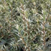 Hippophae Rhamnoides (Havtorn/Sandtorn)Salgshøjde: 50-80 Cm.  (Barrodet Bundt M/10 Stk) -Haveforsyninger Salg 2024 34 44 1
