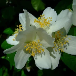 Philadelphus Lemoinei 'Avalanche' (Uægte Jasmin) Salgsh: 30-50 Cm (Barrodet Bundt M/10 Stk)