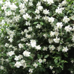 Philadelphus Polyanthus 'Mont Blanc' (Uægte Jasmin) Salgsh: 30-50 Cm (Barrodet Bundt M/10 Stk)