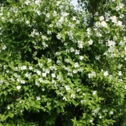Philadelphus Pur. 'Belle Etoile' (Uægte Jasmin) Salgsh. 30-50 Cm (Barrodet Bundt M/10 Stk) -Haveforsyninger Salg 2024 34 459 2