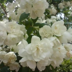 Philadelphus Virginalis (Uægte Jasmin) Salgsh: 30-50 Cm - (Barrodet Bundt M/10 Stk)