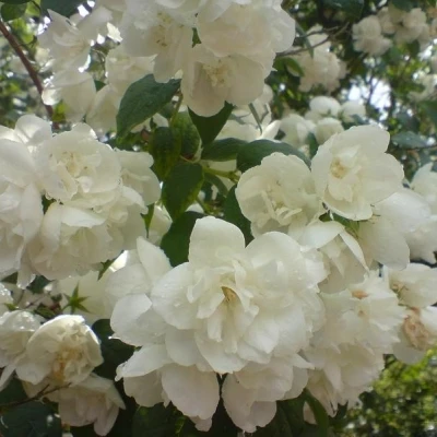 Philadelphus Virginalis (Uægte Jasmin) Salgsh: 30-50 Cm - (Barrodet Bundt M/10 Stk) 3 Philadelphus Virginalis (Uægte Jasmin) Salgsh: 30-50 Cm - (Barrodet Bundt M/10 Stk)