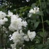 Philadelphus Vir. 'Schneesturm' (Uægte Jasmin) Salgsh.: 30-50 Cm - (Barrodet Bundt M/10 Stk) 2 Philadelphus Vir. 'Schneesturm' (Uægte Jasmin) Salgsh.: 30-50 Cm - (Barrodet Bundt M/10 Stk) -Haveforsyninger Salg 2024 34 463 1