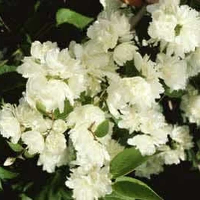 Philadelphus Vir. 'Schneesturm' (Uægte Jasmin) Salgsh: 50-80 Cm (Barrodet Bundt M/10 Stk) 4 Philadelphus Vir. 'Schneesturm' (Uægte Jasmin) Salgsh: 50-80 Cm (Barrodet Bundt M/10 Stk) - Image 2