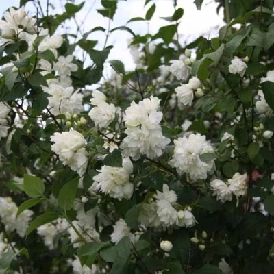 Philadelphus Vir. 'Schneesturm' (Uægte Jasmin) Salgsh: 50-80 Cm (Barrodet Bundt M/10 Stk) 5 Philadelphus Vir. 'Schneesturm' (Uægte Jasmin) Salgsh: 50-80 Cm (Barrodet Bundt M/10 Stk) - Image 3