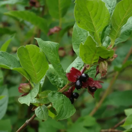 Lonicera Ledebourii 'Vian' (Californisk Gedeblad) Salgsh.: 30-50 Cm.  (Barrodet Bundt M/10 Stk) -Haveforsyninger Salg 2024 34 47 1