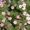 Potentilla Fru.'Lovely Pink' (Potentilla) Salgsh.: 15-30 Cm. (Barrodet Bundt M/10 Stk) 1 Potentilla Fru.'Lovely Pink' (Potentilla) Salgsh.: 15-30 Cm. (Barrodet Bundt M/10 Stk) -Haveforsyninger Salg 2024 34 490 2