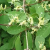 Lonicera Xylosteum (Dunet Gedeblad) Salgsh: 30-50 Cm. (Barrodet Bundt M/10 Stk) -Haveforsyninger Salg 2024 34 49 1