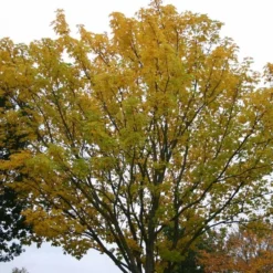 Acer Platanoides ( Spidsløn) Salgshøjde: 60-100 cm. (Barrodet Bundt M/10 Stk)