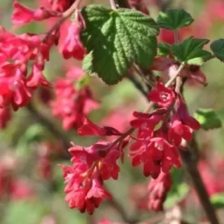 Ribes Sanguineum 'Koja' ( Blodribs) Salgsh.: 50-80 Cm. (Barrodet Bundt M/10 Stk)