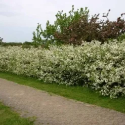 Malus Sargentii (Sargentsæble) Salgshøjde: 30-50 Cm.  (Barrodet Bundt M/10 Stk) -Haveforsyninger Salg 2024 34 51 3