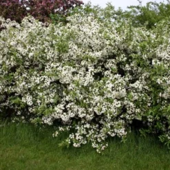 Malus Sargentii (Sargentsæble) Salgshøjde: 30-50 Cm.  (Barrodet Bundt M/10 Stk) -Haveforsyninger Salg 2024 34 51 4