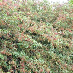 Malus Sargentii (Sargentsæble) Salgshøjde: 30-50 Cm.  (Barrodet Bundt M/10 Stk) -Haveforsyninger Salg 2024 34 51 6
