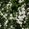 Malus Sargentii ( Sargentsæble) Salgshøjde: 50-80 Cm.  (Barrodet Bundt M/10 Stk) -Haveforsyninger Salg 2024 34 52 1