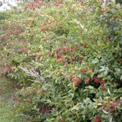 Malus Sargentii ( Sargentsæble) Salgshøjde: 50-80 Cm.  (Barrodet Bundt M/10 Stk) -Haveforsyninger Salg 2024 34 52 5