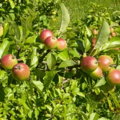 Malus Sylvestris (Vild Skovæble) Salgshøjde: 30-50 Cm.  (Barrodet Bundt M/10 Stk)