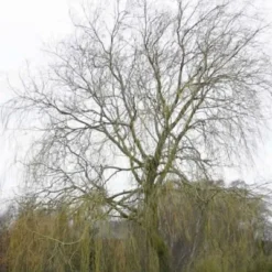 Salix Alba 'Tristis' (Hvidpil) - Salgshøjde: 40-60 Cm.  (Barrodet Bundt M/10 Stk) -Haveforsyninger Salg 2024 34 549 3